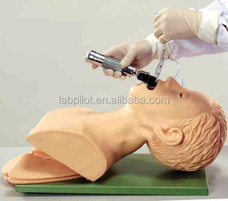 Mensengrootte Volwassen Trachea Intubatie Hoofdmodel met luchtwegen Long en maag Anatomie
