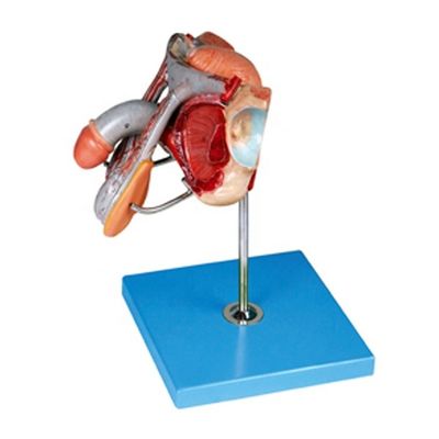 mannelijke geslachtsorganen gedetailleerde anatomie model voor onderwijs- en academische instellingen