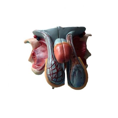 mannelijke geslachtsorganen gedetailleerde anatomie model voor onderwijs- en academische instellingen