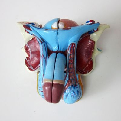 Anatomisch model voor klinieken 5 delen mannelijke geslachtsorganen Interne en externe