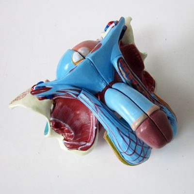 Anatomisch model voor klinieken 5 delen mannelijke geslachtsorganen Interne en externe