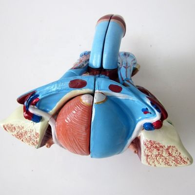 Anatomisch model voor klinieken 5 delen mannelijke geslachtsorganen Interne en externe