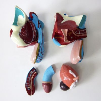 Anatomisch model voor klinieken 5 delen mannelijke geslachtsorganen Interne en externe