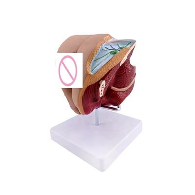 Scholen kunnen nu vrouwelijke geslachtsorganen onderwijzen met een anatomisch demonstratiemodel