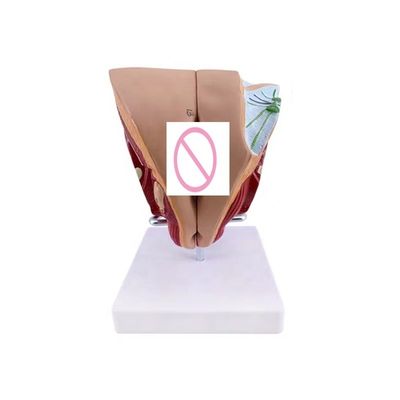 Scholen kunnen nu vrouwelijke geslachtsorganen onderwijzen met een anatomisch demonstratiemodel