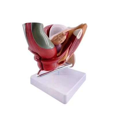 Scholen kunnen nu vrouwelijke geslachtsorganen onderwijzen met een anatomisch demonstratiemodel