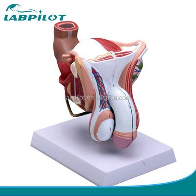 Onderwerp Medische wetenschappen Anatomische demonstratie Mens mannelijk voortplantingssysteem Model