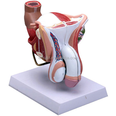 Onderwerp Medische wetenschappen Anatomische demonstratie Mens mannelijk voortplantingssysteem Model