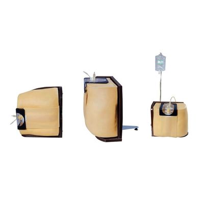 Vivid Human Torso Training and Education Model Geavanceerd PVC Spinal Puncture Simulato