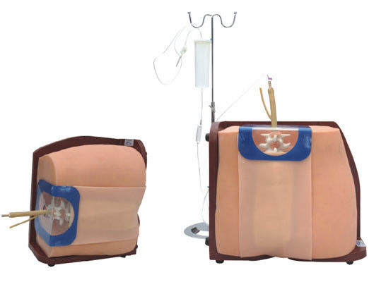 Vivid Human Torso Training and Education Model Geavanceerd PVC Spinal Puncture Simulato