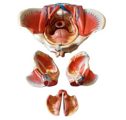 Vrouwelijk bekken Anatomisch model met gedetailleerde zenuwvaten en vrouwelijke bekkenanatomie