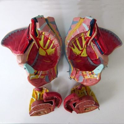 Vrouwelijk bekken Anatomisch model met gedetailleerde zenuwvaten en vrouwelijke bekkenanatomie