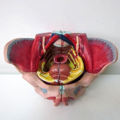 Vrouwelijk bekken Anatomisch model met gedetailleerde zenuwvaten en vrouwelijke bekkenanatomie