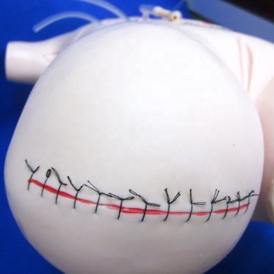 Onderwerp Medische wetenschappen Geavanceerde PVC Chirurgische wondverzorging Mannequin voor verpleegkunde