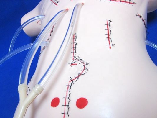 Onderwerp Medische wetenschappen Geavanceerde PVC Chirurgische wondverzorging Mannequin voor verpleegkunde