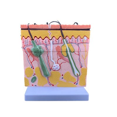 Medische wetenschappen Mensonderwijs Levendige histologie en embryologie Model voor anatomiestudie