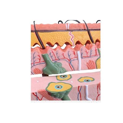 Medische wetenschappen Mensonderwijs Levendige histologie en embryologie Model voor anatomiestudie