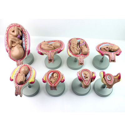 Realistisch menselijk embryo foetus Anatomisch model voor het aantonen van de ontwikkeling van het embryo