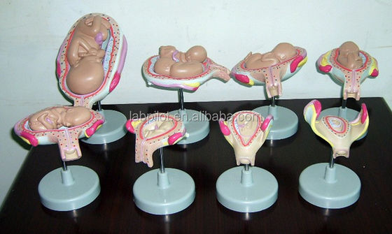 Realistisch menselijk embryo foetus Anatomisch model voor het aantonen van de ontwikkeling van het embryo