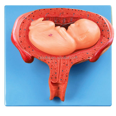 Geavanceerd PVC-model van het menselijk embryo van de zesde maand voor een realistisch foetaal ontwikkelproces