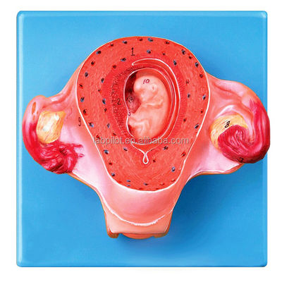 Geavanceerd PVC-model van het menselijk embryo van de tweede maand voor realistische simulatie van de groei van het embryo
