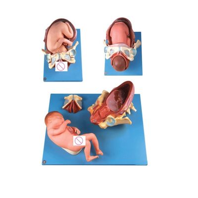 Geavanceerde PVC-geboorteprocesdemonstratiemodel Volledige term foetale bevallingstraining