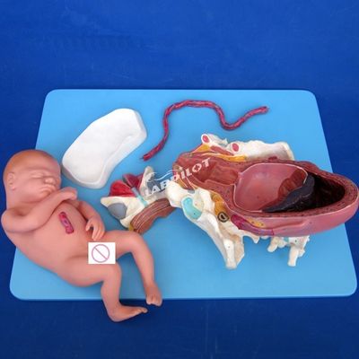 Geavanceerde PVC-geboorteprocesdemonstratiemodel Volledige term foetale bevallingstraining