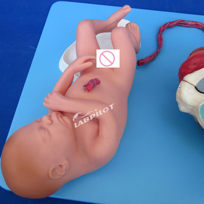 Geavanceerde PVC-geboorteprocesdemonstratiemodel Volledige term foetale bevallingstraining