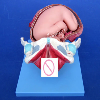 Geavanceerde PVC-geboorteprocesdemonstratiemodel Volledige term foetale bevallingstraining