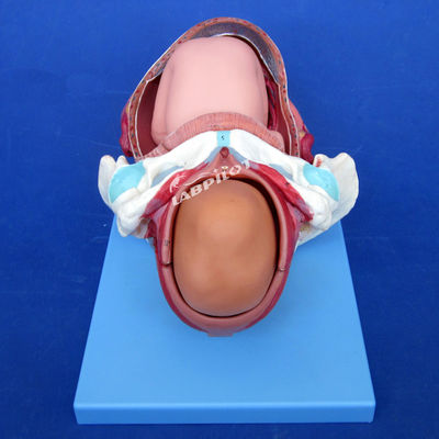 Geavanceerde PVC-geboorteprocesdemonstratiemodel Volledige term foetale bevallingstraining