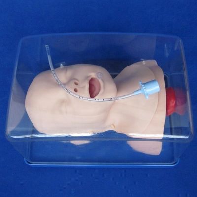Medische wetenschappen Training Model Pasgeboren luchtpijp Intubatie Hoofd en schouders Phantom