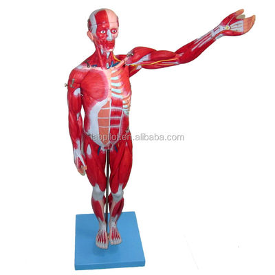 Anatomisch model 27 delen Volle lichaamsspieren met interne organen 78 cm Anatomie model