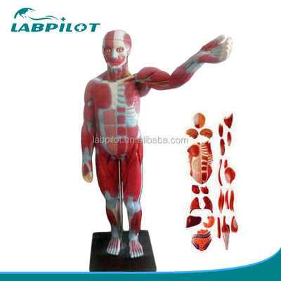Geavanceerd PVC Volle lichaamsspieren model met interne organen die functie tonen 170cm