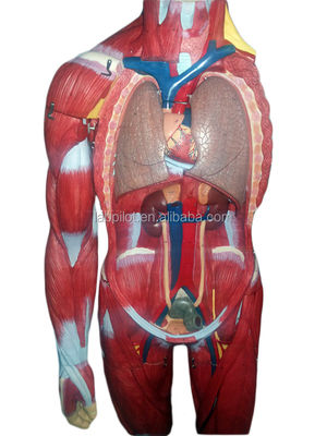 Geavanceerd PVC Volle lichaamsspieren model met interne organen die functie tonen 170cm
