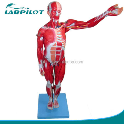 Vaste spieren model 18 delen vol lichaam mannelijk model met afneembare anatomische kenmerken