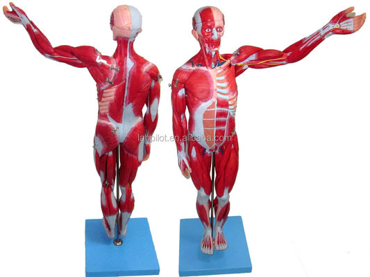 Vaste spieren model 18 delen vol lichaam mannelijk model met afneembare anatomische kenmerken