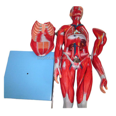 Vaste spieren model 18 delen vol lichaam mannelijk model met afneembare anatomische kenmerken