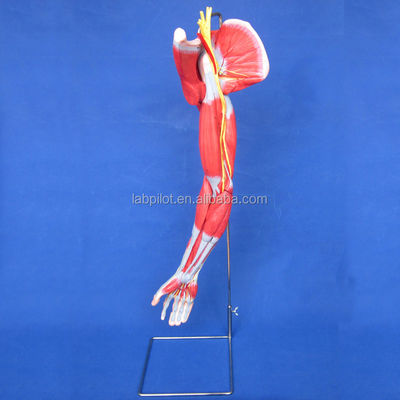 Onderwijs demonstratie model van gedetailleerde anatomische structuren voor spieren van bovenste ledematen