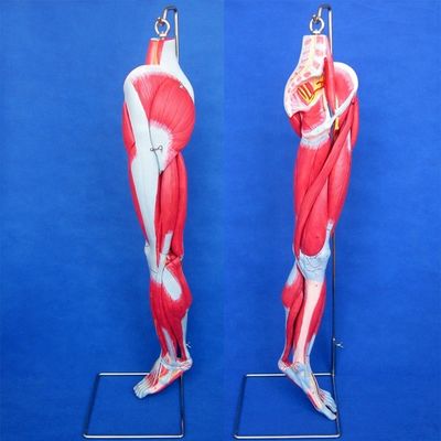 Anatomische been spieren onderwijsmodel met 10 delen onderste ledematen spieren demonstratie