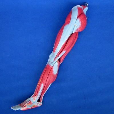 Anatomische been spieren onderwijsmodel met 10 delen onderste ledematen spieren demonstratie