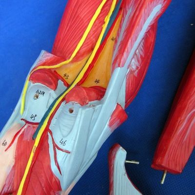 Anatomische been spieren onderwijsmodel met 10 delen onderste ledematen spieren demonstratie