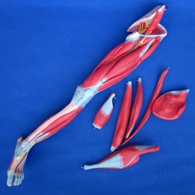 Afneembare spieren van het onderste ledemaat Medisch model Geavanceerd PVC voor anatomieonderwijs