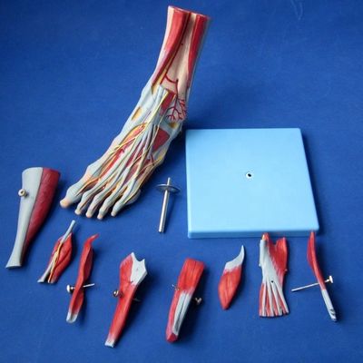 Mensen spieren Anatomische modellen Geavanceerde 9 delen Voetmodel met zenuwen en anatomie
