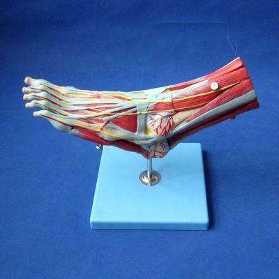 Mensen spieren Anatomische modellen Geavanceerde 9 delen Voetmodel met zenuwen en anatomie