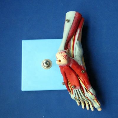 Mensen spieren Anatomische modellen Geavanceerde 9 delen Voetmodel met zenuwen en anatomie