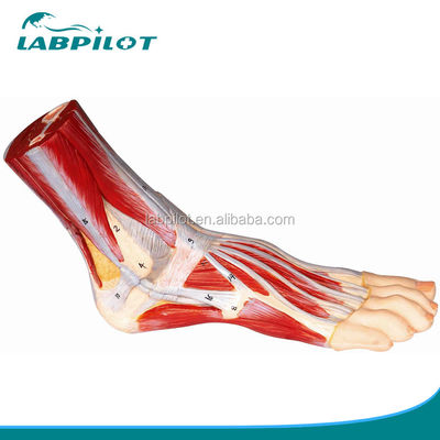 Medische wetenschappen nauwkeurig 3D anatomisch model van de menselijke voet voor training en demonstratie
