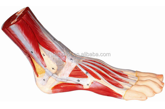 Medische wetenschappen nauwkeurig 3D anatomisch model van de menselijke voet voor training en demonstratie