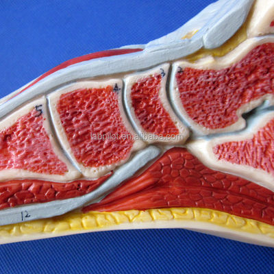 Anatomisch model van de voet Mensenlevensgrootte Gedetailleerde mediane sagittale sectie Anatomie