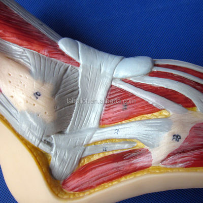 Anatomisch model van de voet Mensenlevensgrootte Gedetailleerde mediane sagittale sectie Anatomie