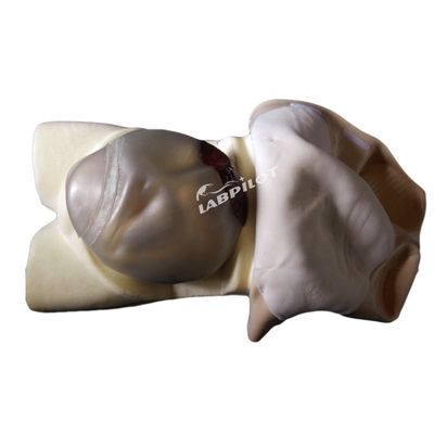 Geavanceerde PVC Moederschapsverzorging Mannequin Essentieel voor Moederschapspalpatietraining